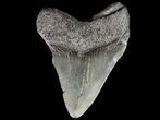 Juvenile Megalodon Tooth - South Carolina #74248-1